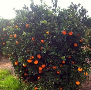 Valencian orange tree