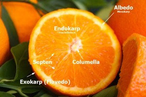 Anatomie einer Orange und Reifegrad von Orangen