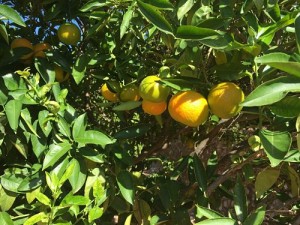 Mandarinen am Baum und der optimale Reifegrad von Orangen