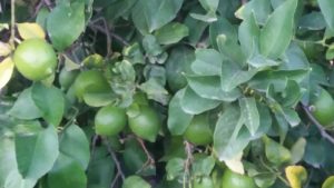 Grüne Zitrone von CitrusRicus ohne chemische Nachbehandlung